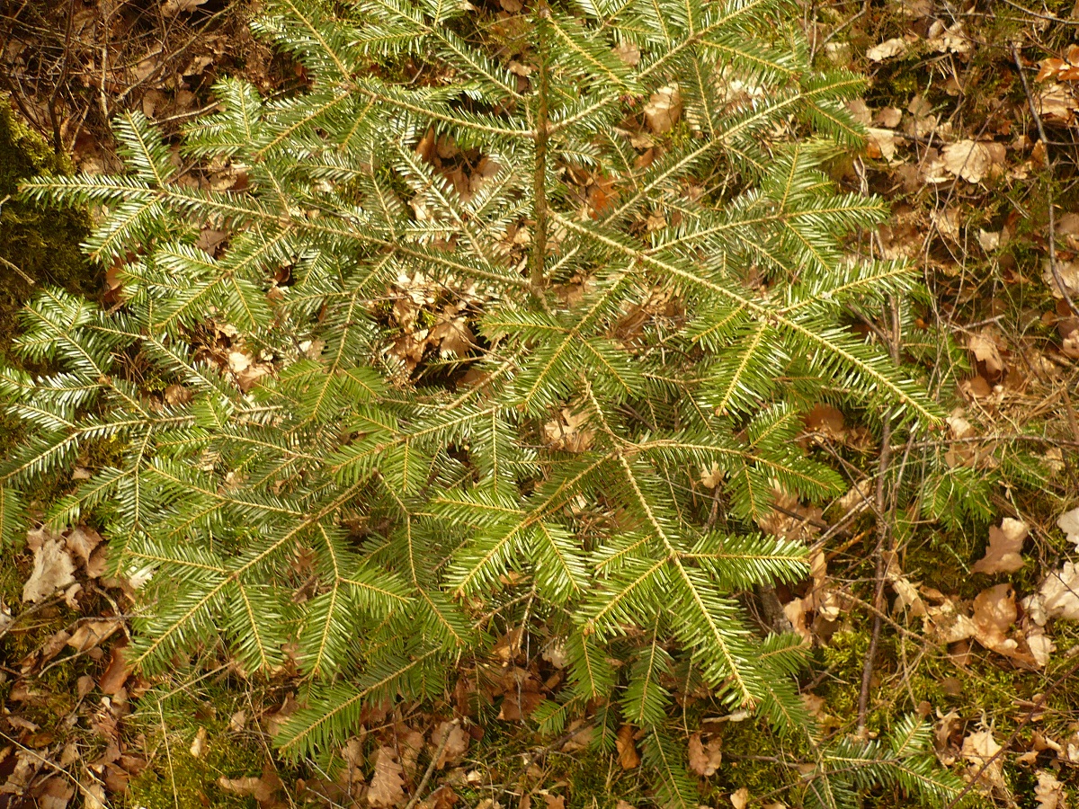 Abies alba (Pinaceae)